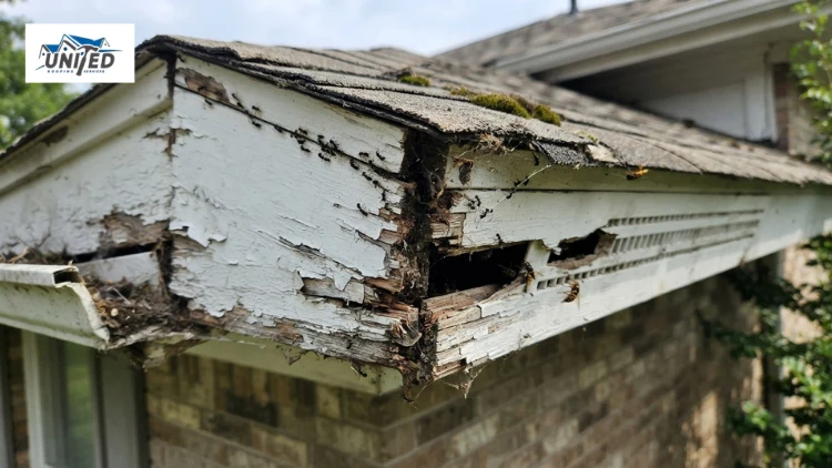damaged fascia inviting pests